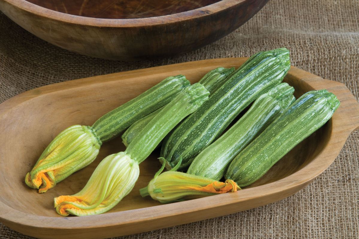 Costata Romanesco – Zucchini Squash Seed